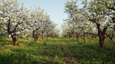 Çiçek açan elma bahçesi