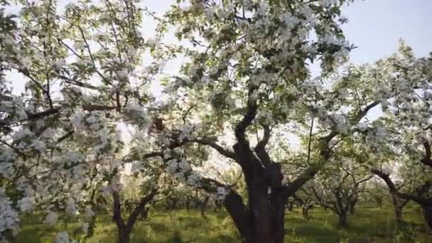 Blommande äppelodling i solnedgången — Stockvideo