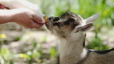 Bir şişe süt dolu bebek keçi besleme çiftçi