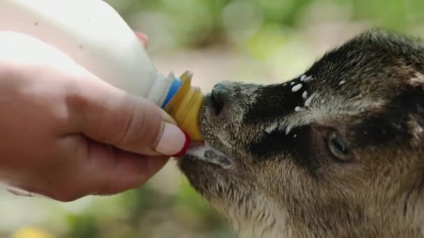 Agricultor alimentando a cabrito con un biberón lleno de leche — Vídeos de Stock