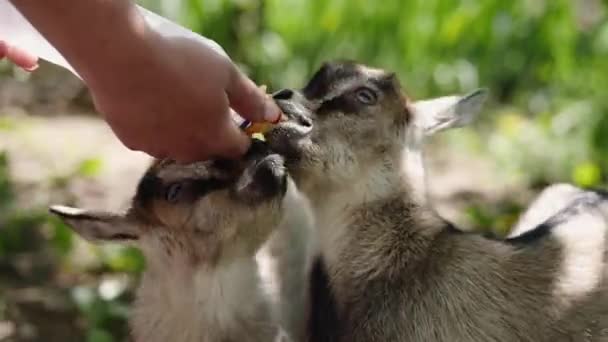 Rolnik karmiący dwa dziecko koza z pełnego mleka butelką — Wideo stockowe