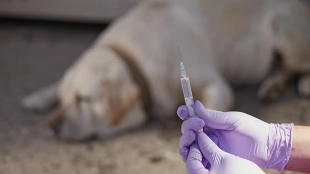 Veterinaire arts bereidt zich voor het injecteren van een hond — Stockvideo