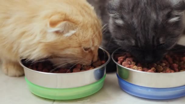 Dos gatos comen comida seca de cuencos de metal — Vídeos de Stock