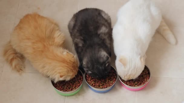 Vista superior de três gatos comer alimentos secos de tigelas de metal — Vídeo de Stock