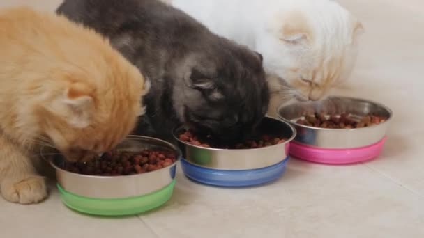 Három macska eszik száraz ételt fémtálakból a konyha padlóján. — Stock videók