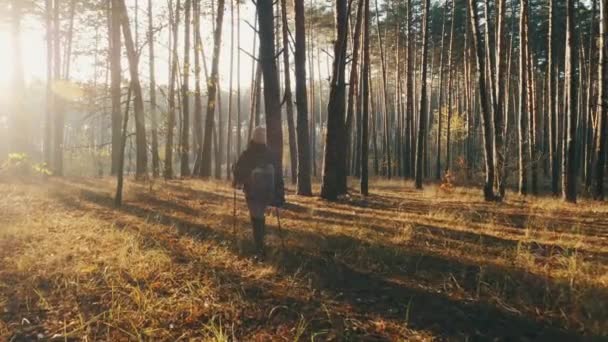 Senderista femenina está trekking por el bosque en el soleado día de otoño — Vídeo de stock