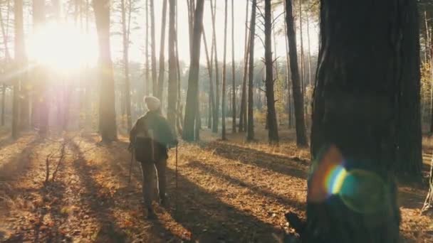 Dişi yürüyüşçü güneşli bir sonbahar gününde ormanda yürüyüş yapıyor. — Stok video