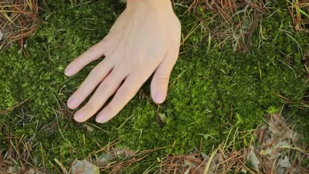 Frauenhand berührt sanft das Moos auf dem Boden — Stockvideo