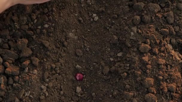 Sadzenie cebuli w ekologicznym ogrodzie warzywnym — Wideo stockowe