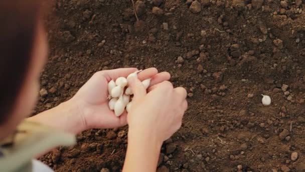 Planting white seeding onions in organic vegetable garden — Stock Video