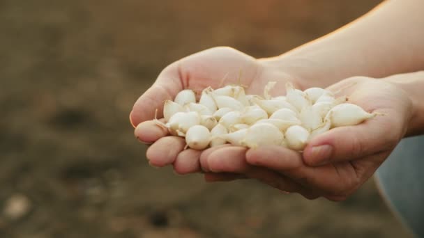 Semina di cipolla bianca nelle mani di un agricoltore, primo piano — Video Stock