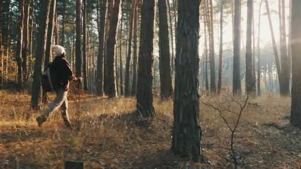 В солнечный осенний день пешеходный турист проходит по лесу — стоковое видео