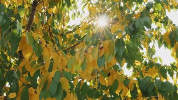 Gröna och gula blad på hösten, solstrålar — Stockvideo