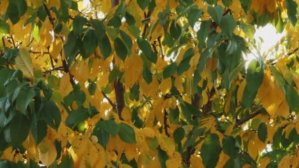 Gröna och gula blad på hösten, solstrålar — Stockvideo