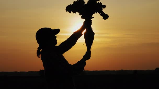 Silhouette d'une femme tenant des betteraves sucrières dans le champ — Video