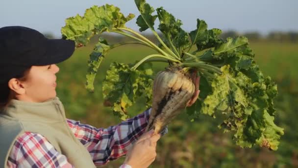 Vrouw in het veld bezit een grote rijpe suikerbieten — Stockvideo