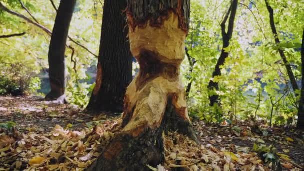 Um tronco de árvore mordiscado por castores em um lago na floresta — Vídeo de Stock