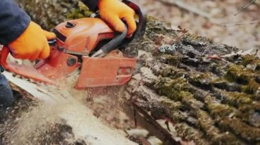 Forester ağacı elektrikli testereyle kesiyor, yakın plan.