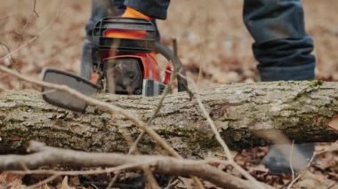 Adam kesilmiş bir ağaç gövdesini elektrikli testereyle kesiyor.