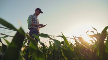 Çiftçi bir mısır tarlası çalışan, Smartphone kullanarak
