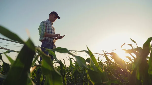 Agricultor trabalhando em um campo de milho, usando smartphone — Fotografia de Stock