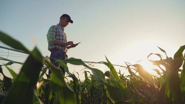 Bonde som arbetar i ett cornfield, med hjälp av smartphone Stockbild