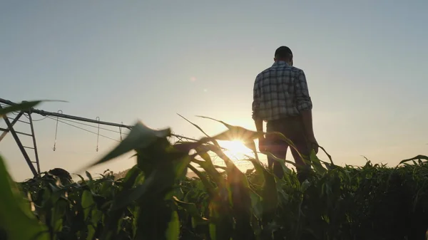 日落时分穿过玉米地的农民 图库照片