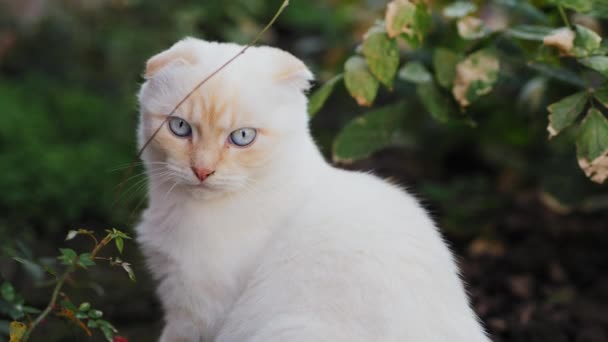 Curieux chat blanc pliant écossais regarde autour de lui, gros plan 
