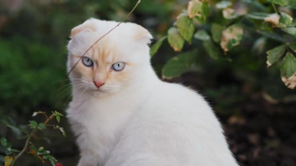 Nieuwsgierige Schotse vouw witte kat kijkt rond, close-up — Stockvideo