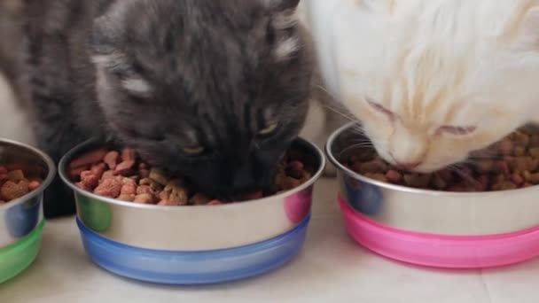 Három macska eszik száraz étel fém tálak, közelkép — Stock videók