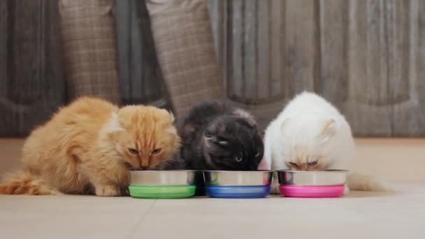 Tres gatos comen comida seca de cuencos de metal en el suelo de la cocina — Vídeos de Stock