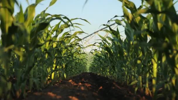 Filas de jóvenes plantas de maíz verde en el campo de bajo ángulo — Vídeo de stock