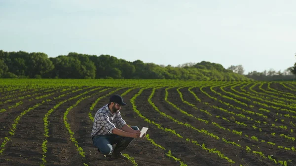 Farmer uses tablet in the field of young sunflower — Stock Photo, Image