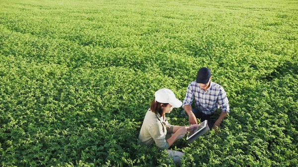 Agriculteurs travaillant dans un champ de pois chiches — Photo