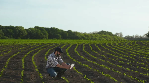 農家は若いヒマワリの分野でタブレットを使用しています ストックフォト