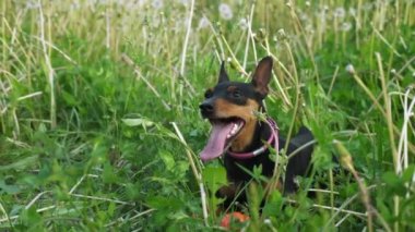 Minik köpek yavrusu Min Pin çimlerin üzerinde dinleniyor.