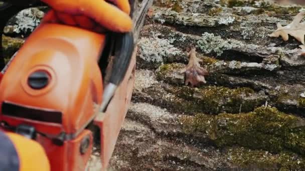 Arbetaren skär en fälld trädstam med en motorsåg, närbild — Stockvideo