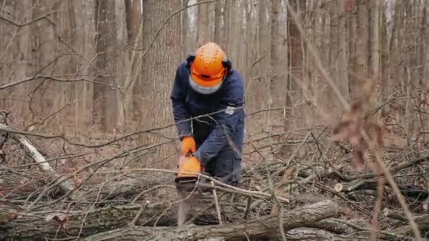 Een man hakt omgevallen bomen in dik bos voor brandhout — Stockvideo