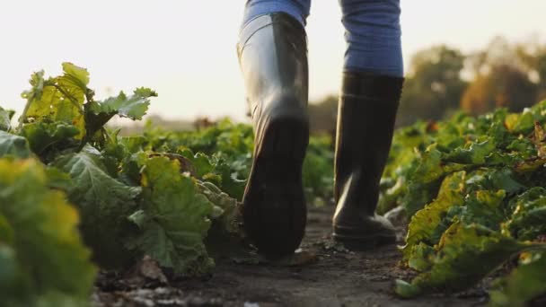 Boer in rubberen laarzen loopt tussen rijen bieten in het veld — Stockvideo