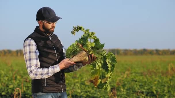 Farmář na poli drží velkou zralou cukrovou řepu — Stock video