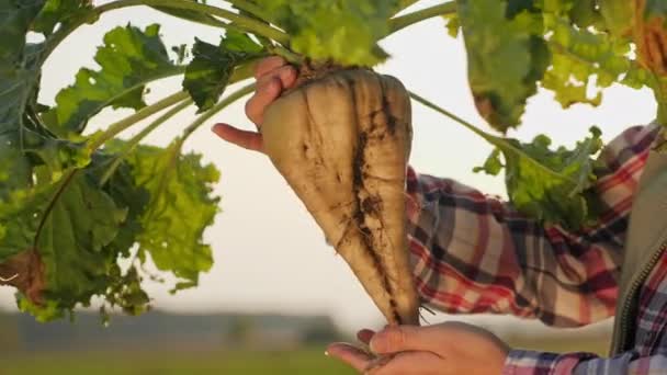 Una agricultora sosteniendo remolacha azucarera madura, primer plano — Vídeos de Stock