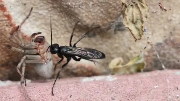 Un escarabajo negro arrastra una araña muerta a lo largo de la piedra — Vídeos de Stock