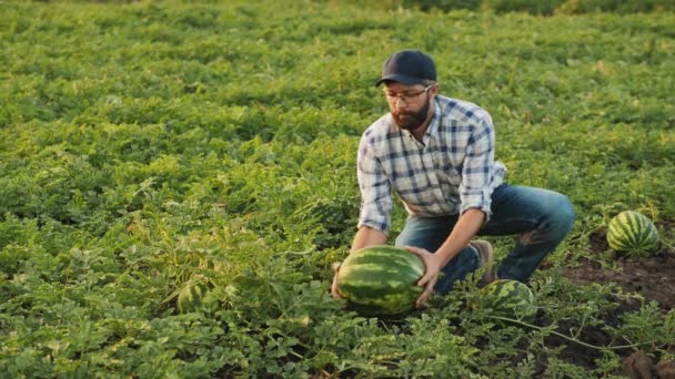 Hombre inspeccionando cultivo de sandía en el campo — Vídeos de Stock