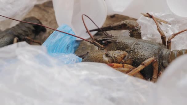 Cangrejo de río tratar de salir de una pila de basura de plástico — Vídeos de Stock