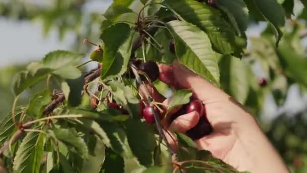 Samičí ruce sbírají třešňovou plodinu z větve stromu — Stock video