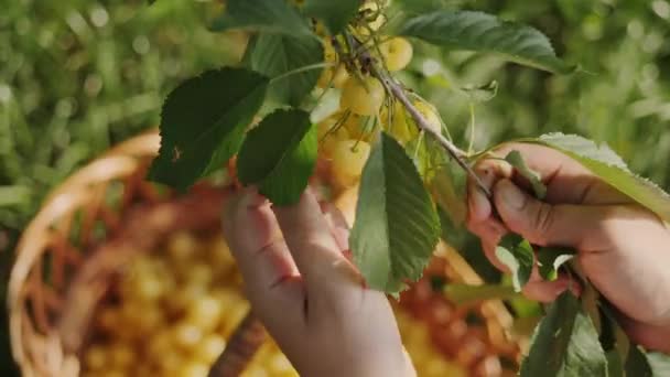 Colheita de cerejas doces no pomar — Vídeo de Stock