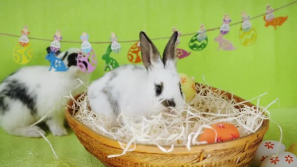 Two cute rabbits in a decorated scene — ストック動画