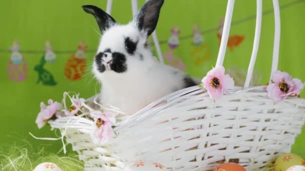Маленький кролик у білому плетеному кошику — стокове відео