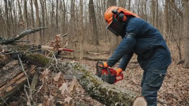 Un tronco de árbol talado es aserrado por un leñador — Vídeo de stock