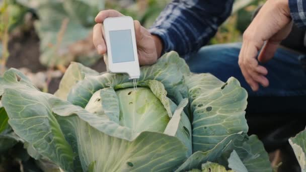 Агрономіст вимірює кількість нітратів у капусті — стокове відео